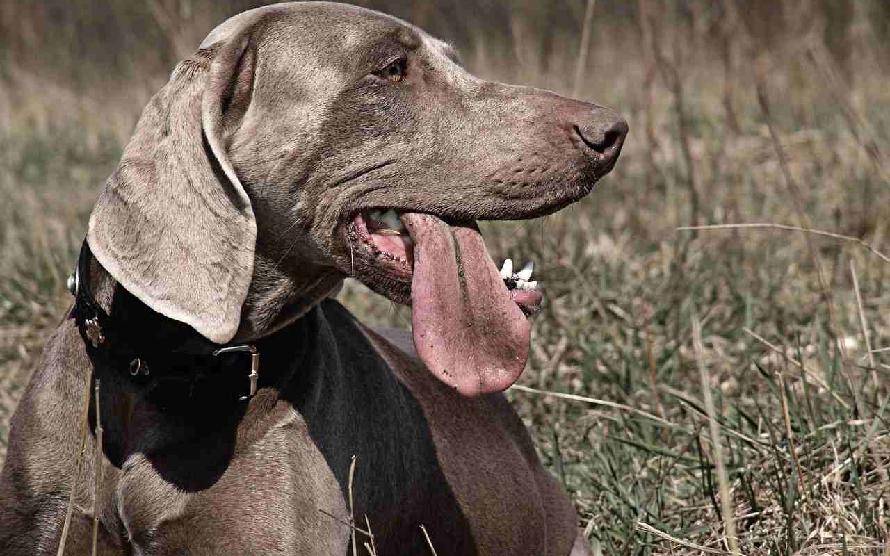 weimaraner-1248495_1280