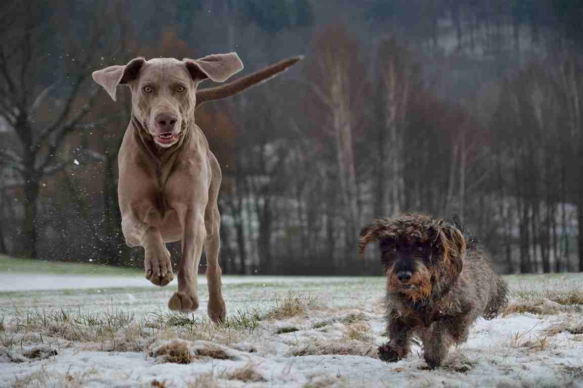 weimaraner weimaraner