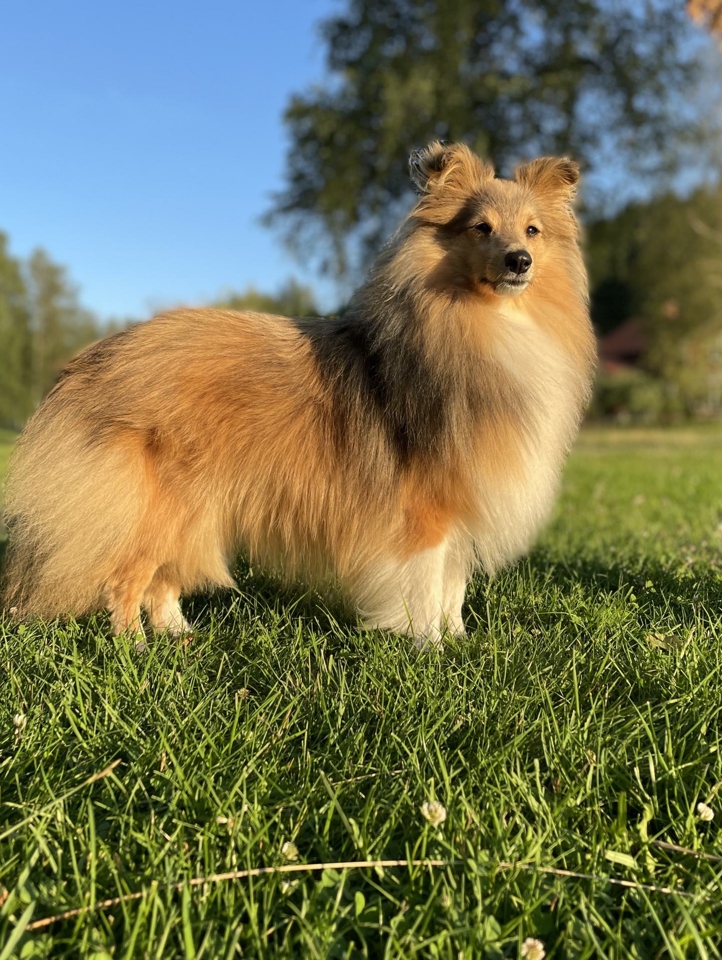 Vall-ligans kennel – Småskalig hunduppfödning av shetland sheepdog i  hemmamiljö