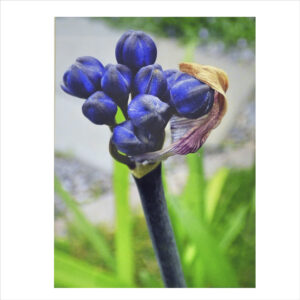 7. "Afrikas blå lilja". Fotografi av Anette Sundvall. 38x29cm.