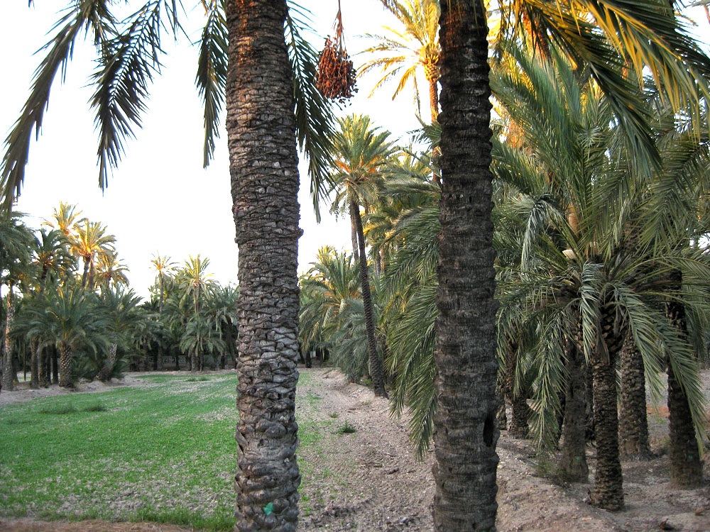 Elche, Spain