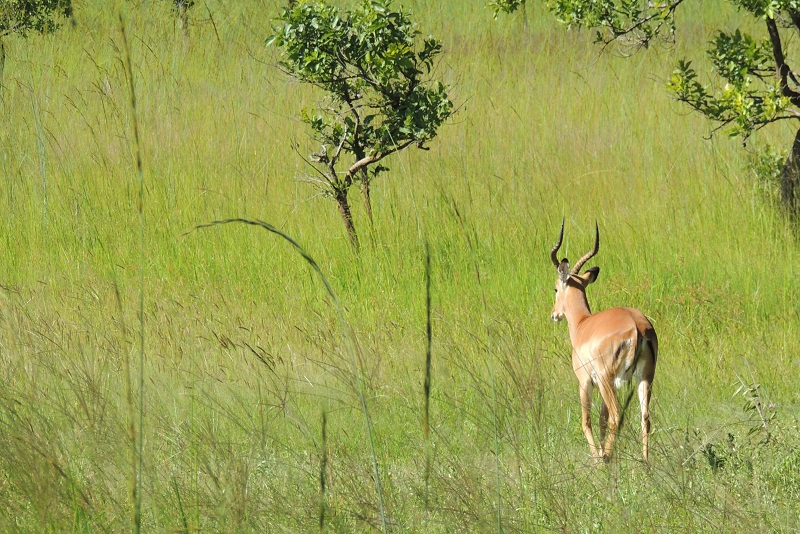 Protea Safari Park, Lusaka