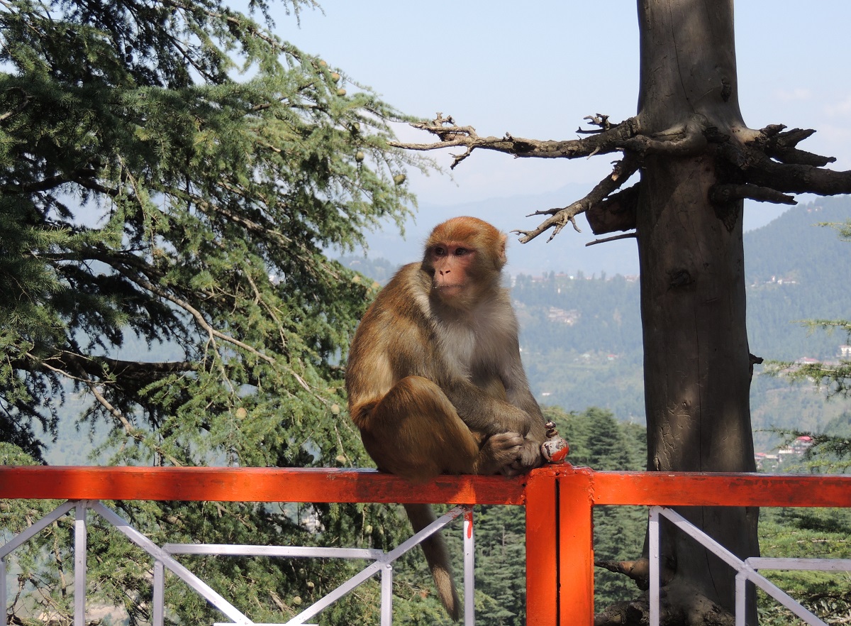 Jakhoo Temple, Shimla