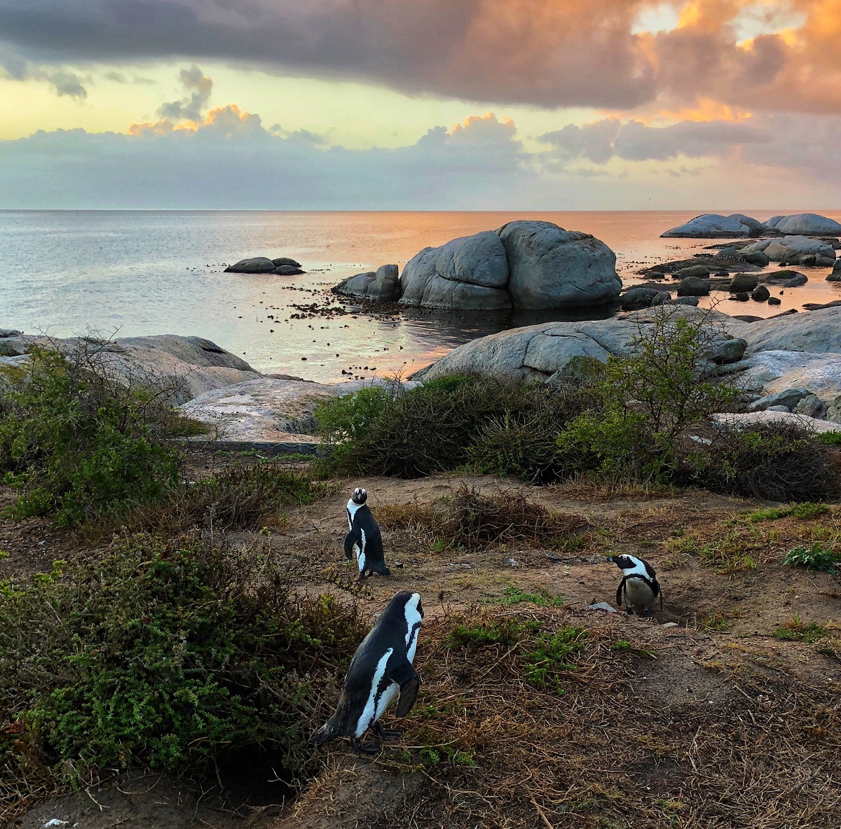 Simon's Town, South Africa