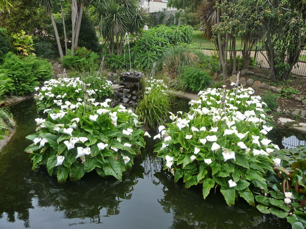 Candie Gardens, St. Peter Port, Guernsey