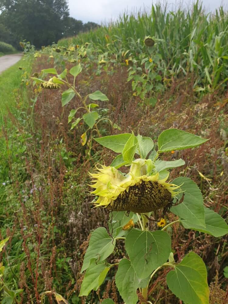 Verblühte Sonnenblume mit vielen Kernen