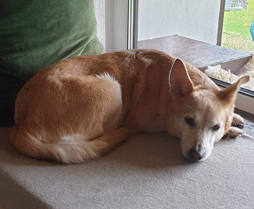 Hund liegt dösend vor einem Fenster.