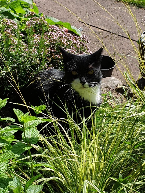 Jahresrückblick 2021 - Mit Vollgas in den Stillstand 22 Der Kater im Kräuterbeet