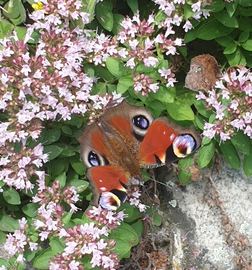 Schmetterling im Sommer