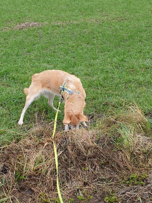 Der Hund gräbt im Feld nach Mäusen.