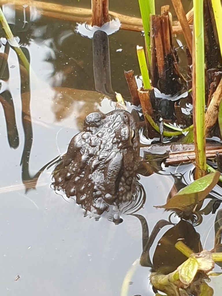 Eine Kröte im Teich.