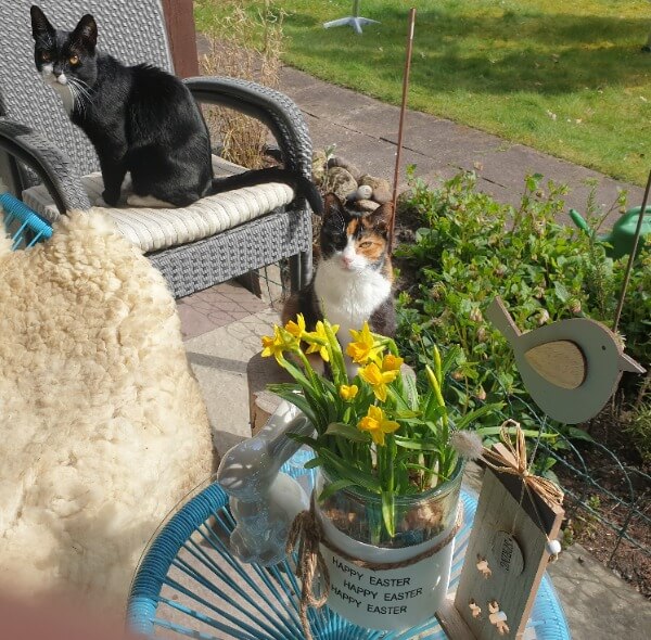 Katze Pebbles und Kater Loop auf der Terrasse.