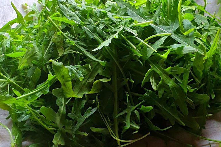 Frischer, grüner Rucola.