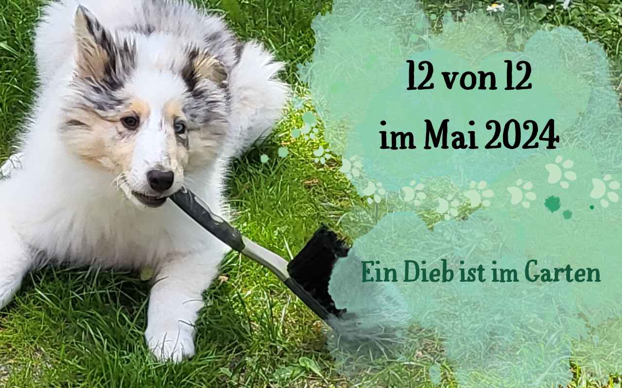 12 von 12 im Mai 2024 – Ein Dieb ist im Garten!