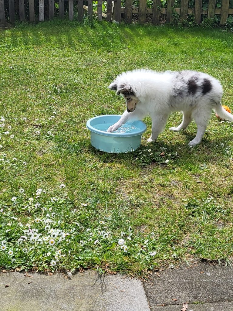 Ein Welpe hält seine Pfote in eine Schüssel mit Wasser