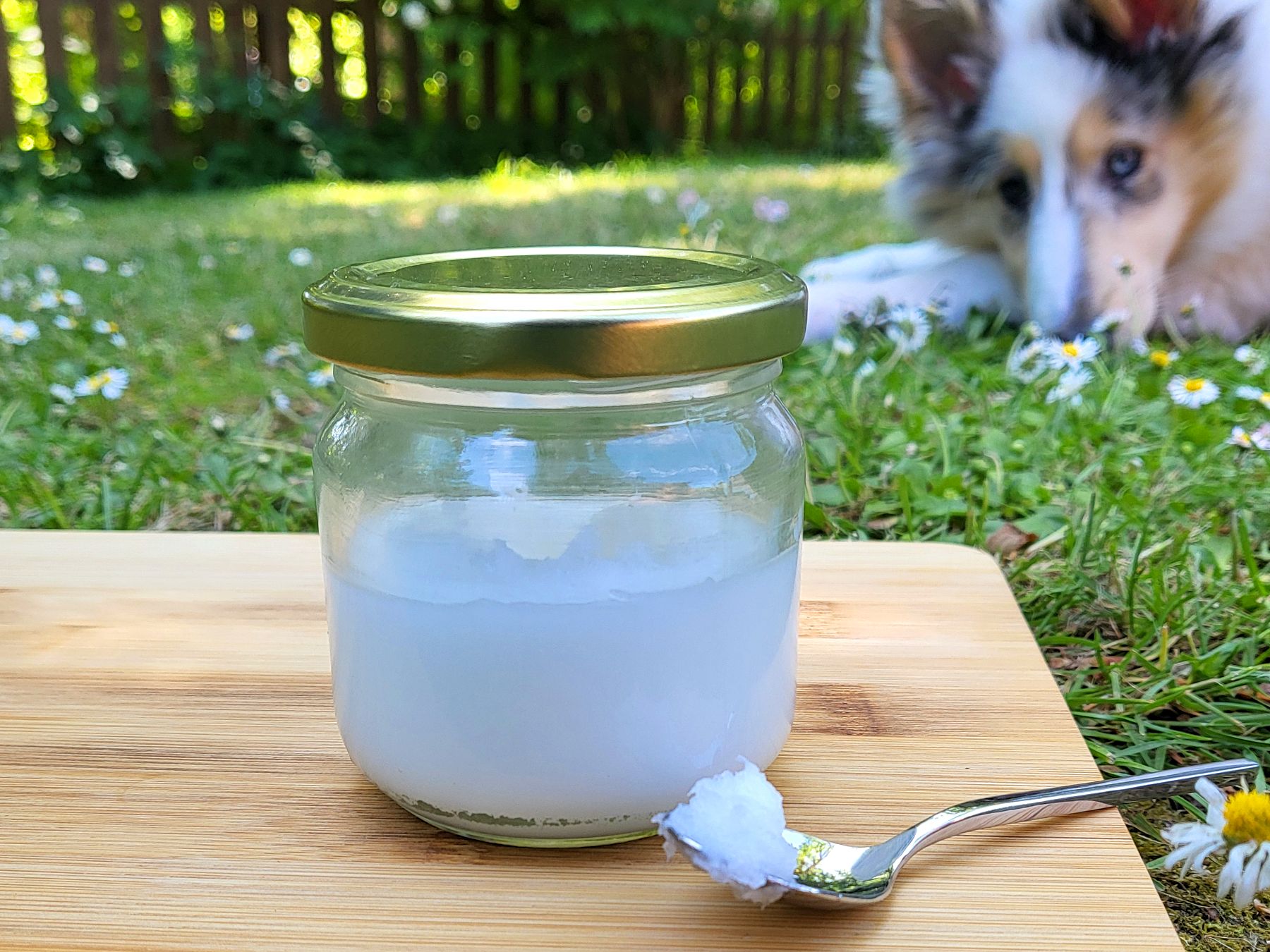 Blog Hund 3 Zeckenschutz beim Hund – ganz natürlich und absolut simpel
