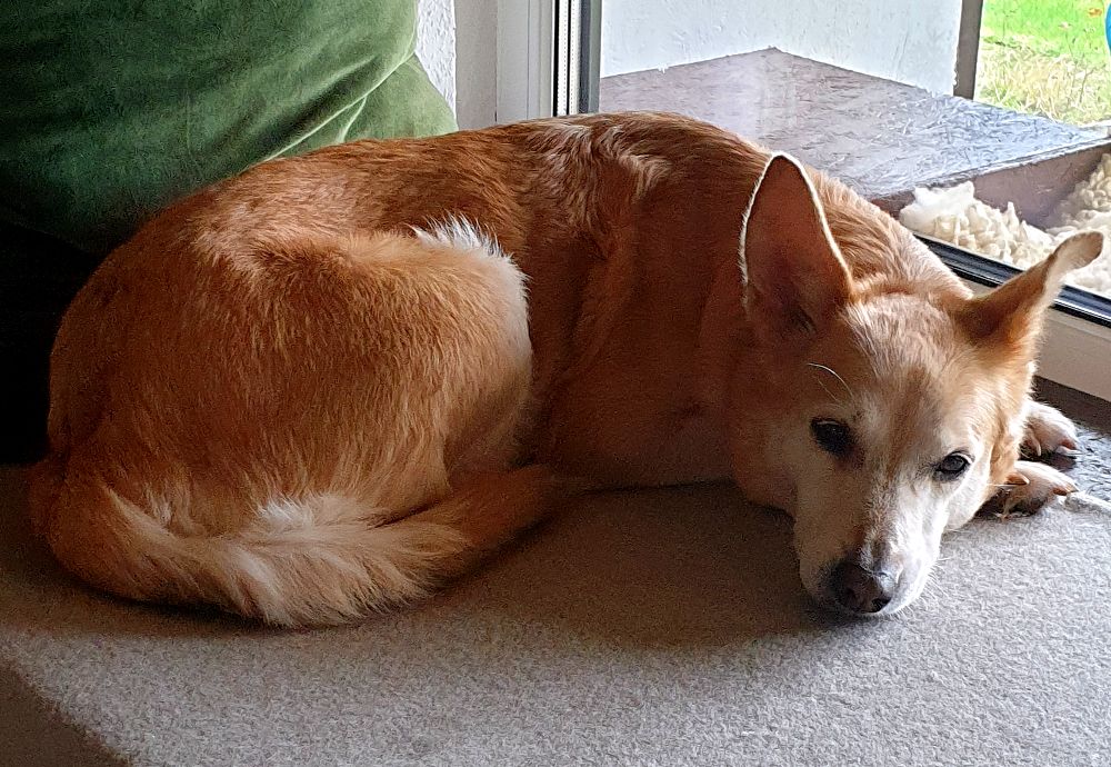 Eine kurzhaarige Hündin liegt vor einem Fenster. Das Thema Zeckenschutz beim Hund wurde auch bei Smilla immer großgeschrieben.