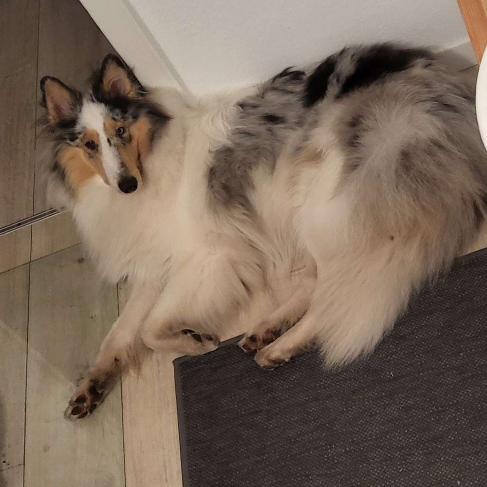 Mein Jahresrückblick 2024 - auf den Hund gekommen 13 Heute in der Kueche