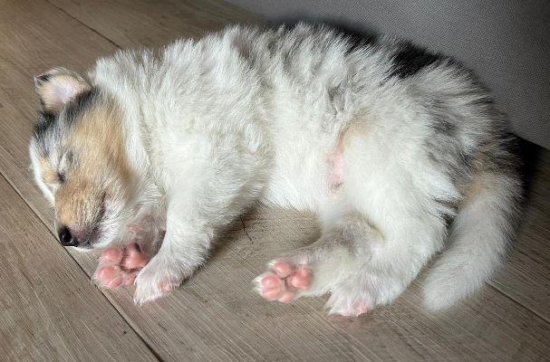 Mein Jahresrückblick 2024 - auf den Hund gekommen 2 Pier als Baby