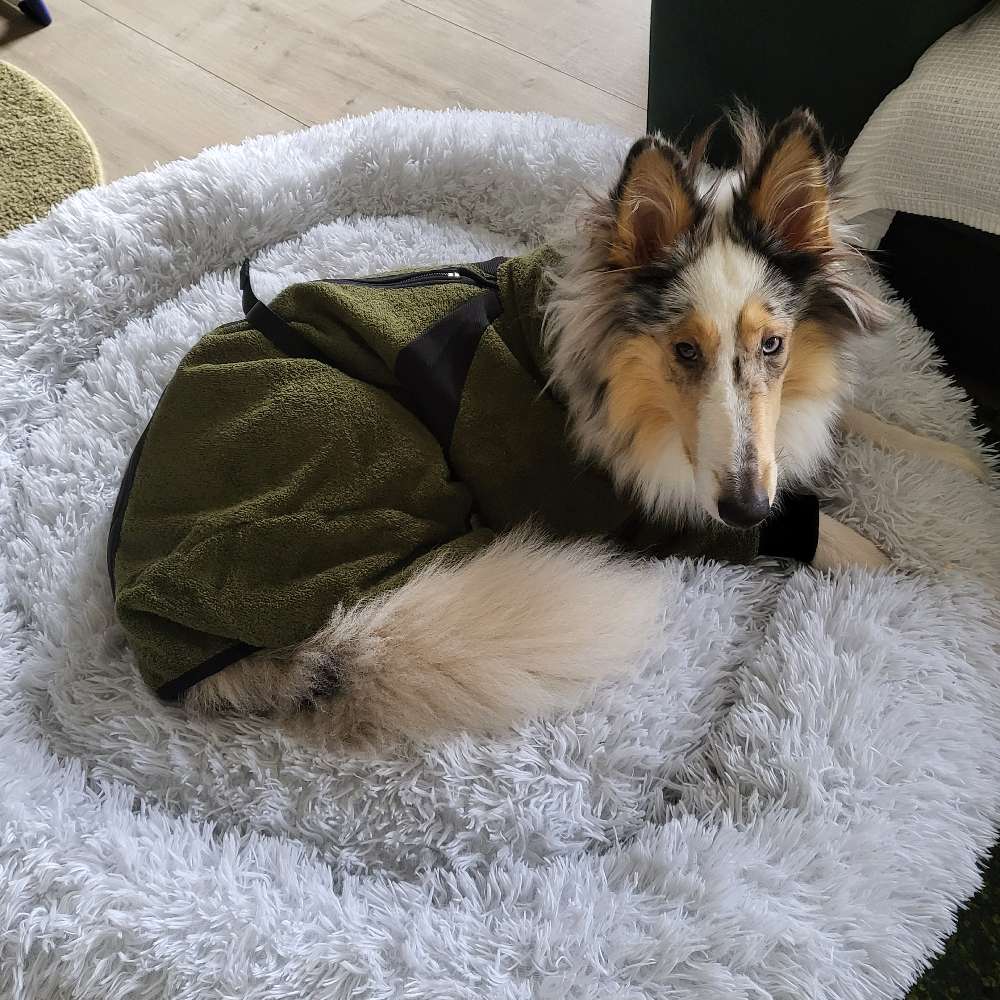 Mein Jahresrückblick 2024 - auf den Hund gekommen 10 Piper im Bademantel Oktober 24