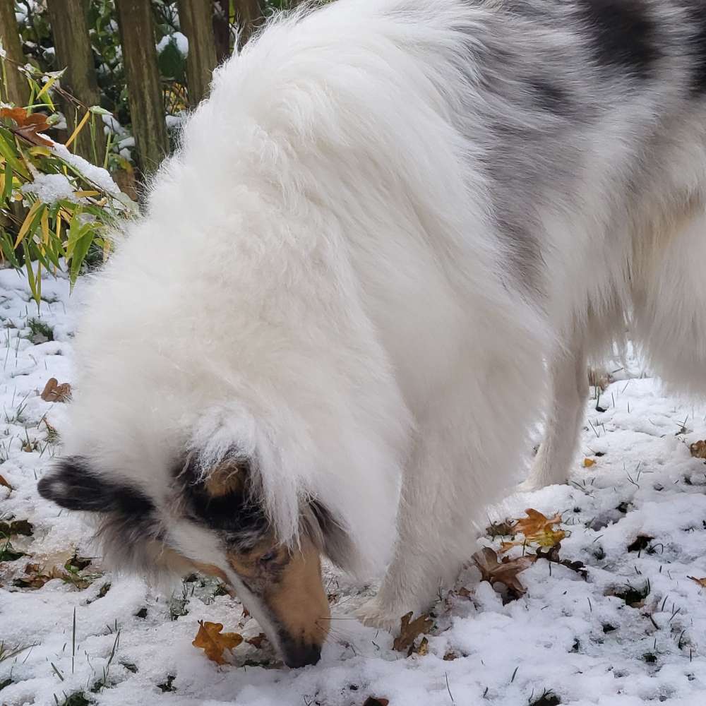 Mein Jahresrückblick 2024 - auf den Hund gekommen 14 erster Schnee