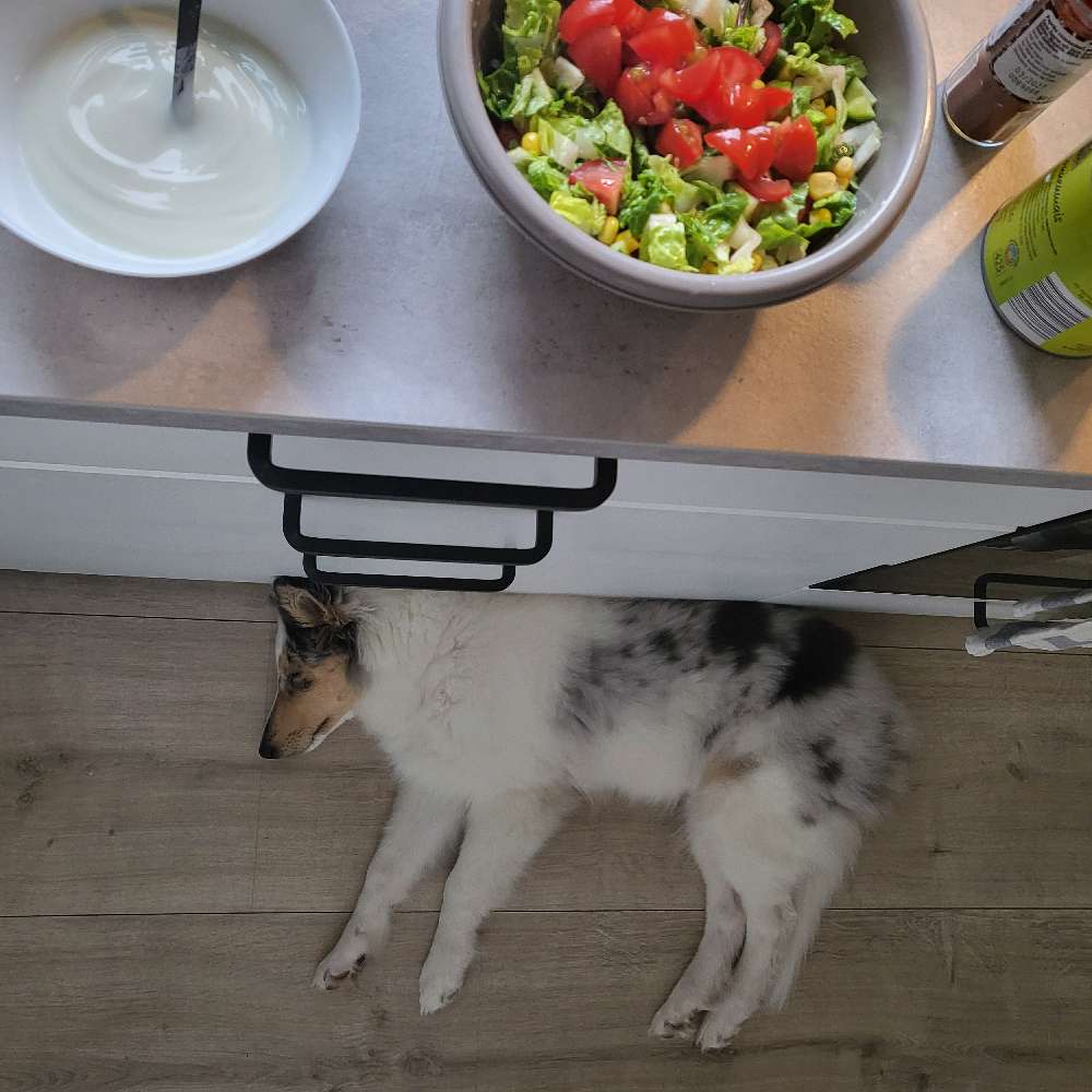 Mein Jahresrückblick 2024 - auf den Hund gekommen 12 in der Kueche Juni