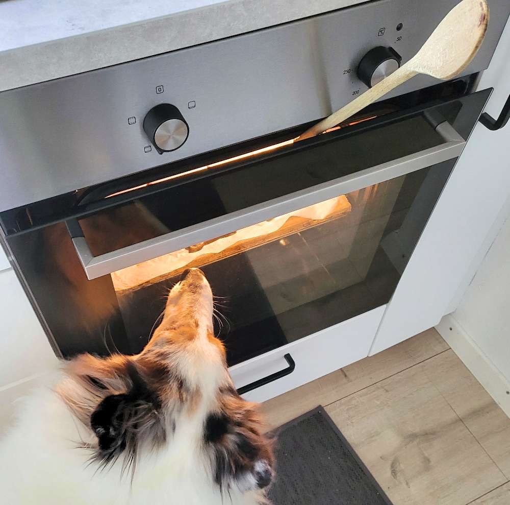 Von der Küche direkt ins Hundeherz – Hundekekse backen mit Leberwurst und Hüttenkäse 1 Hundekekse backen - Backofentür in der ein Kochlöffel steckt und ein Hund der sehnsüchtig in den Ofen schaut