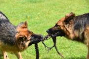 Langstokhaar herders spelen met touw