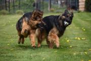 Spelende honden met balletje