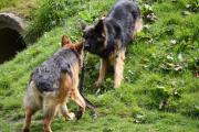 Spelende hondjes in de natuur