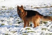 Herder Raoul in de sneeuw