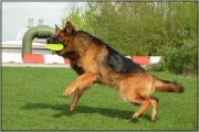 Raoul heeft frisbee te pakken