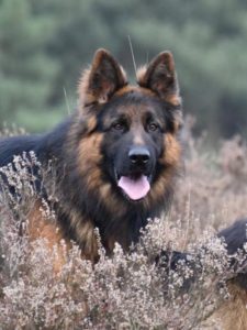 Duitse langstokhaar herder: Ben von Herman Löns