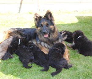 Oudduitse herder pups