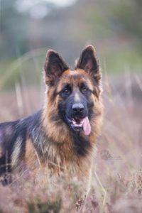 Oudduitse herder Misti Aus der Soester Borde