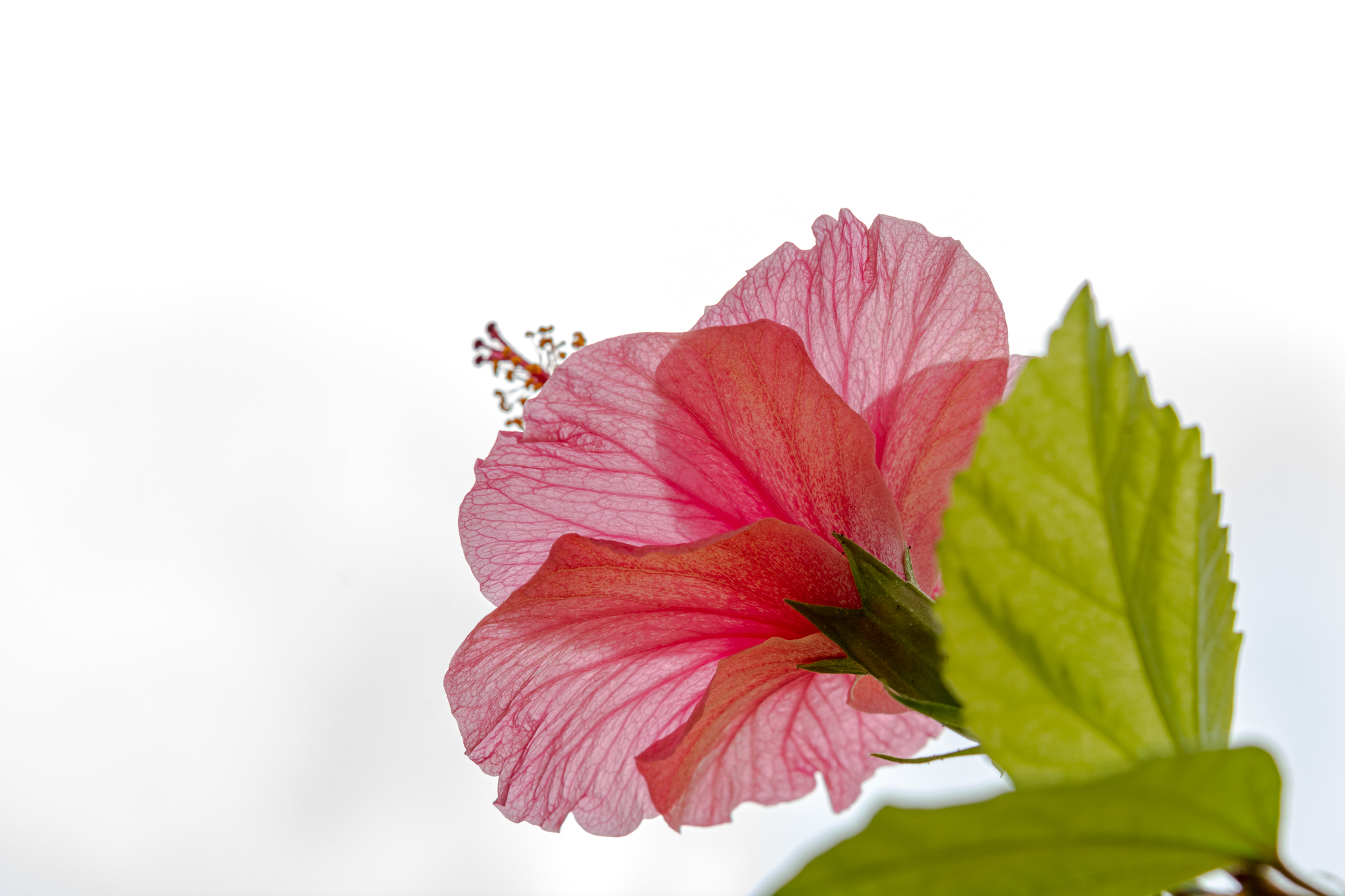 "Hibiskus" av Suz Viktorsson. Hedersomnämnande - Digitalcup 3 "Rosa"