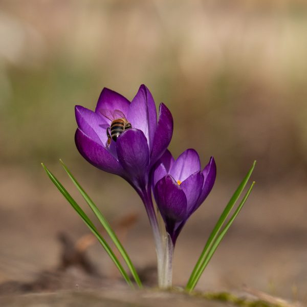 "Bee in Crocus 2" Fotograf: Maria Berg 5:a - KM1 Kollektion