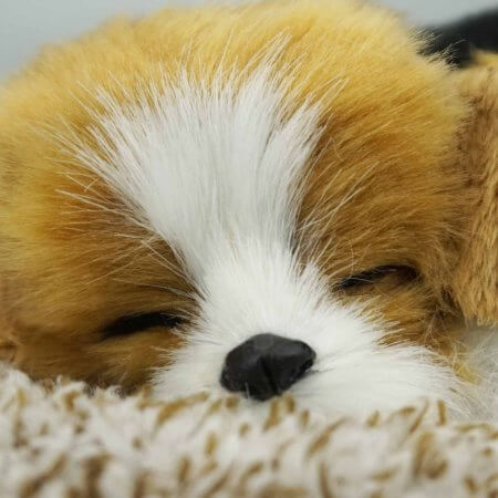 ansikte av sovande gosedjurshund mini av rasen Beagle