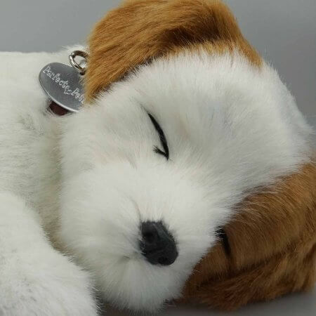 ansikte av sovande gosedjurshund av rasen Jack Russel Terrier