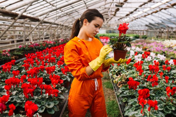 young-female-gardener-examining-red-flower-pot