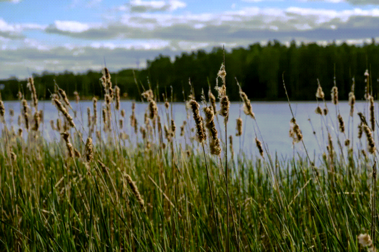 Vassklippning och dess betydelse för bevarandet av naturen