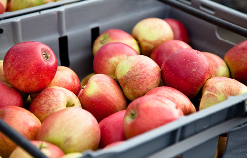 apple. Foto: Torbjörn Lagerwall