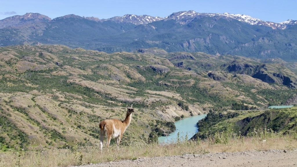 Carretera Austral Route - Guanako in Patagonien