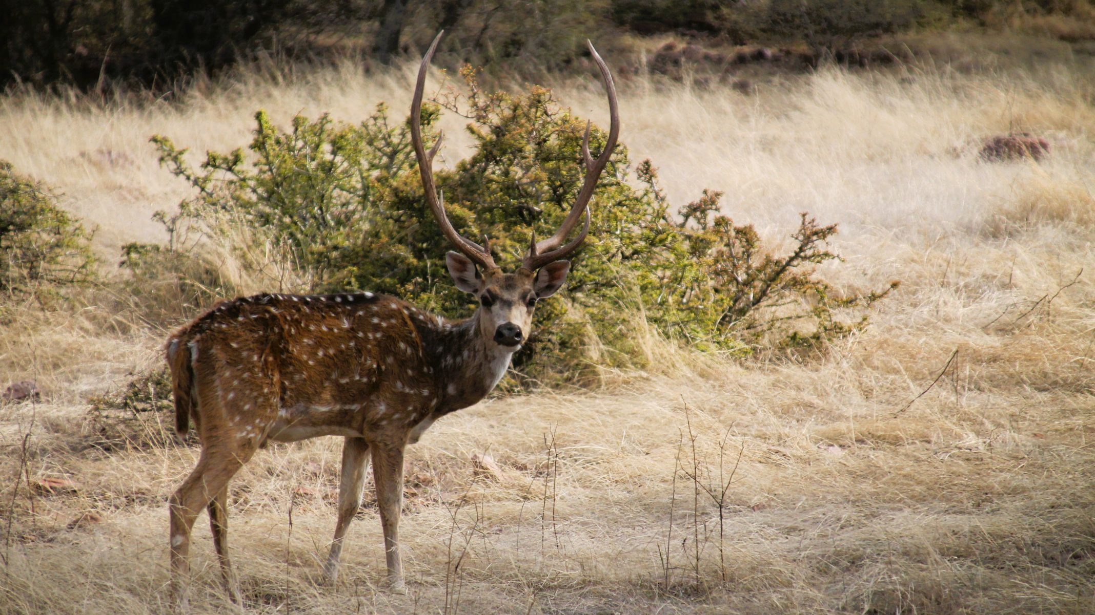 Chital-Hirsch auf Tiger Safari im Ranthambore Nationalpark