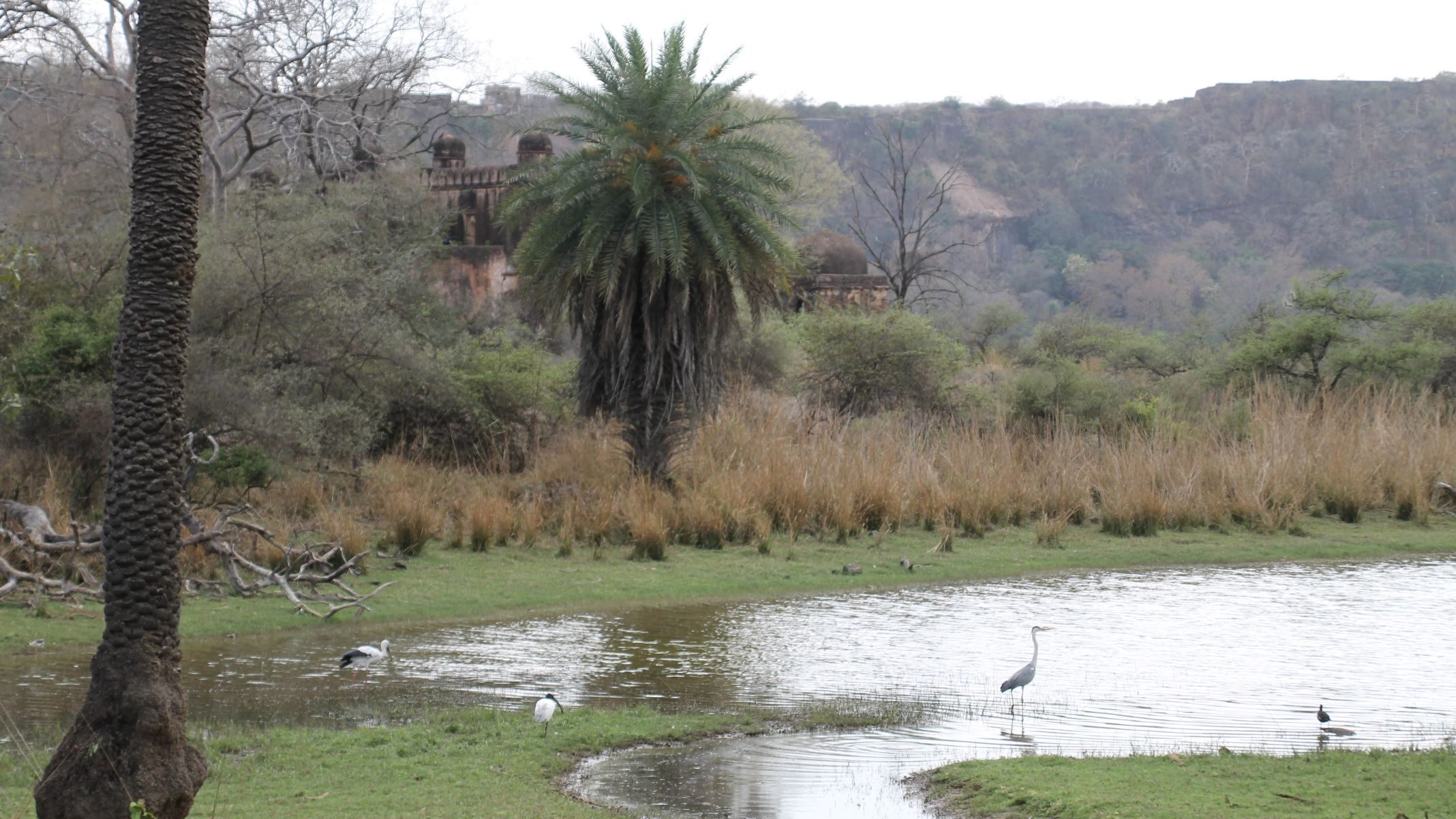 Ranthambore Wasserloch Zone 3