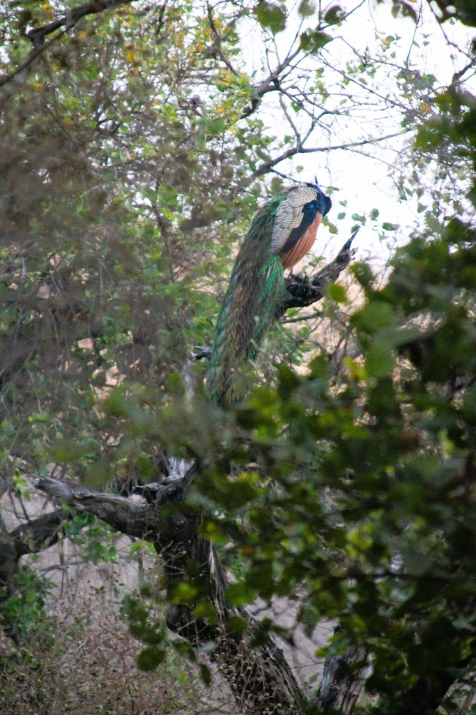 Wildlebender Pfau auf Tiger Safari