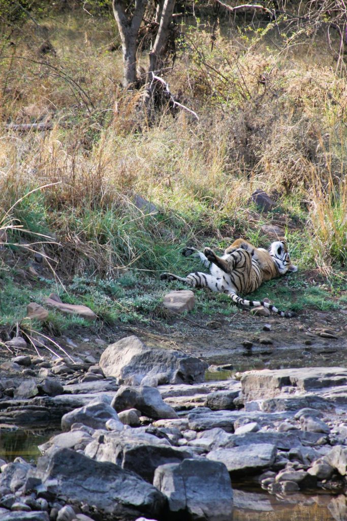 Tigerin Shakti in Zone 4