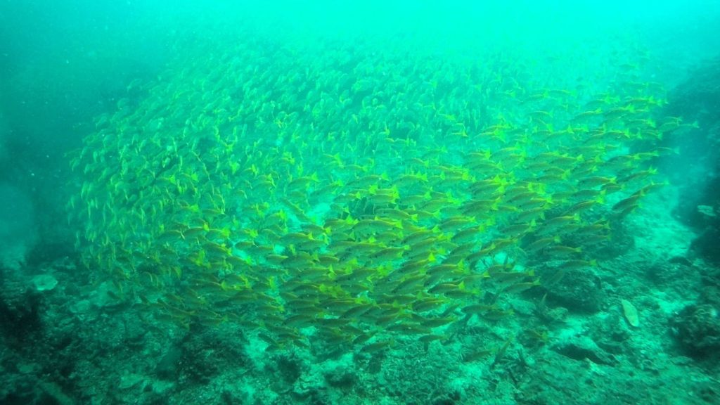 Gelber Fischschwarm