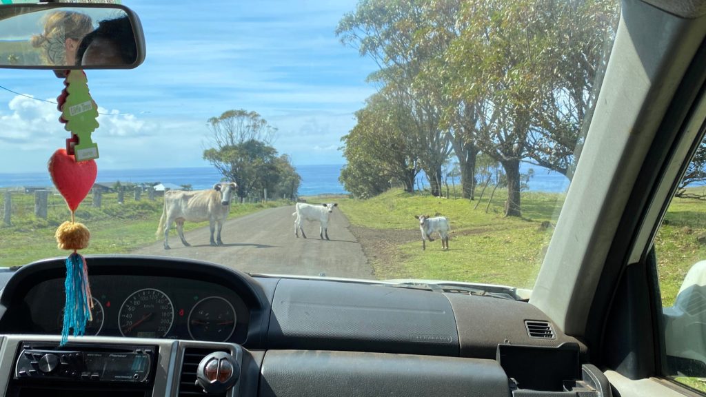 Landstraße mit Kühen auf der Osterinsel