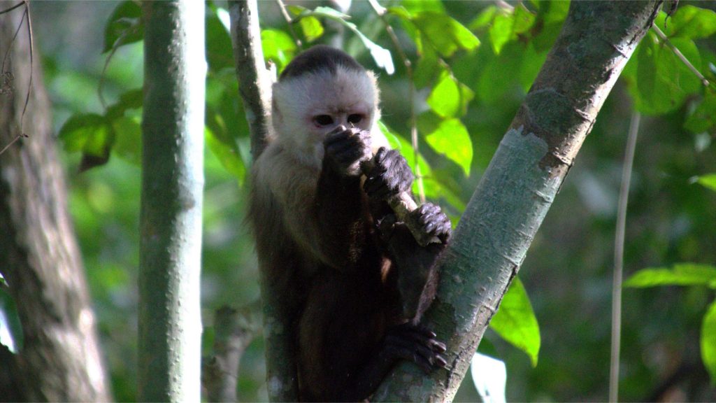 Tayrona Nationalpark Affen